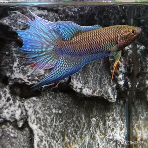 冬季培养硝化细菌真难,冬天硝化细菌怎么生成