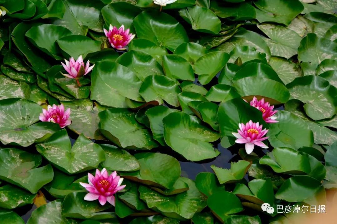 临河植物园景色,临河荷花景区