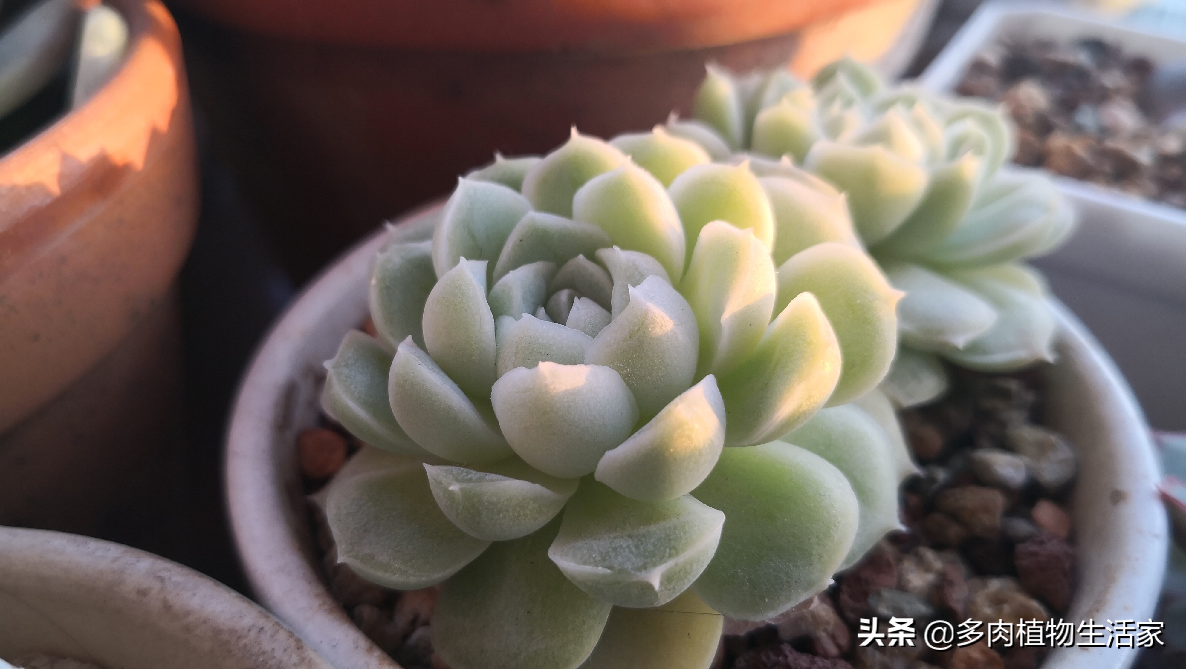 生石花多肉多久蜕皮,多肉生石花种子发芽过程