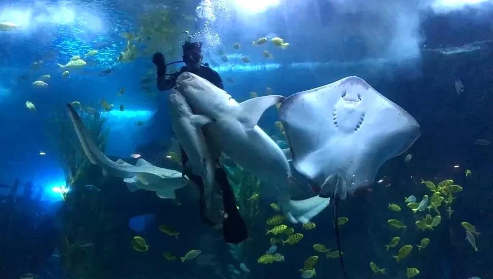 海底世界搬到自己家,海底世界聊城入园