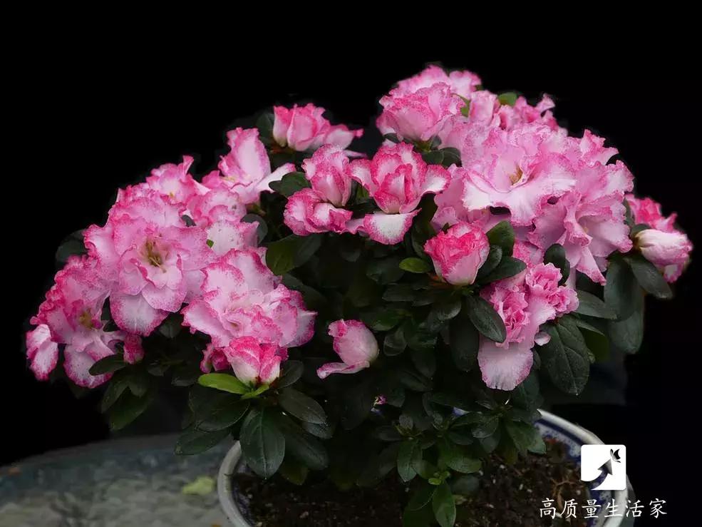 装修房子吸甲醛最好的是什么植物,吸甲醛最好的植物排行