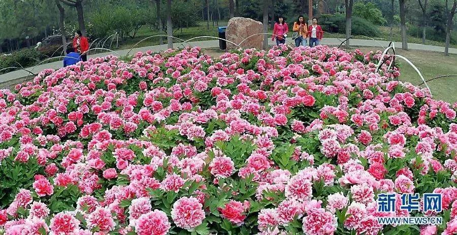 天津除了桃花堤哪里还有桃花,天津看桃花的北运河桃花堤