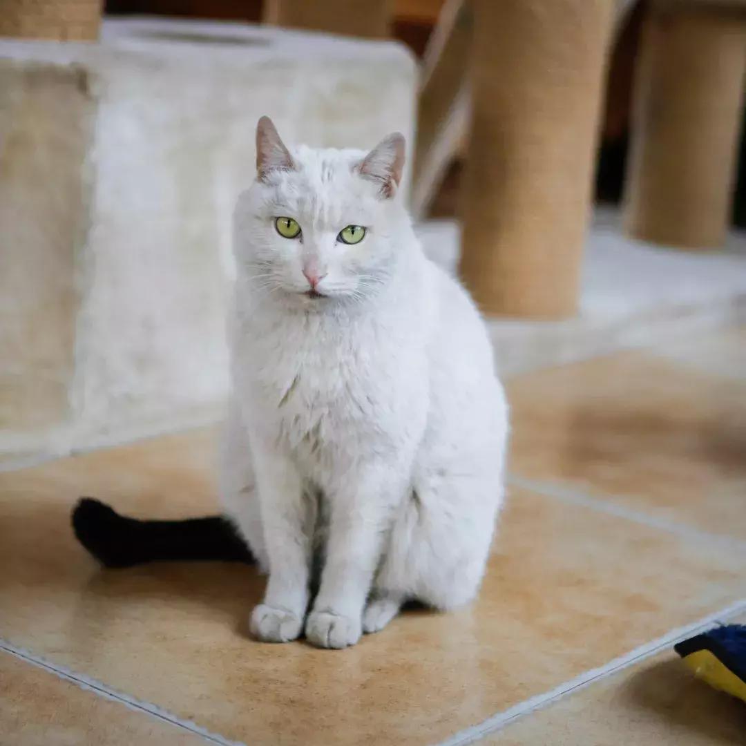 杨家枪原创视频,杨家枪抗日