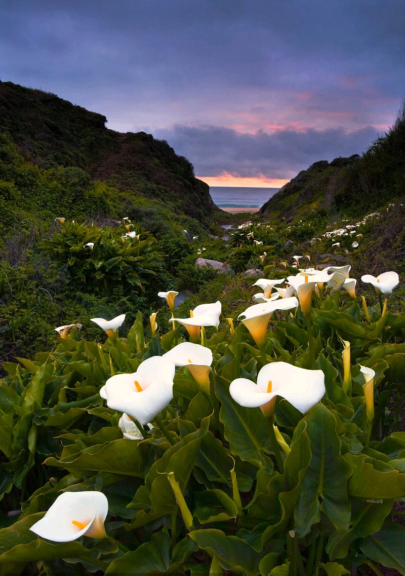 马蹄莲要醒花吗,马蹄莲一年开一次花