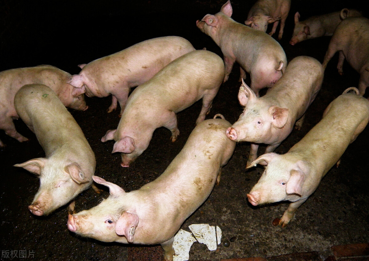 母猪出现死胎后应怎样处理母猪,养猪解决母猪难产有方案