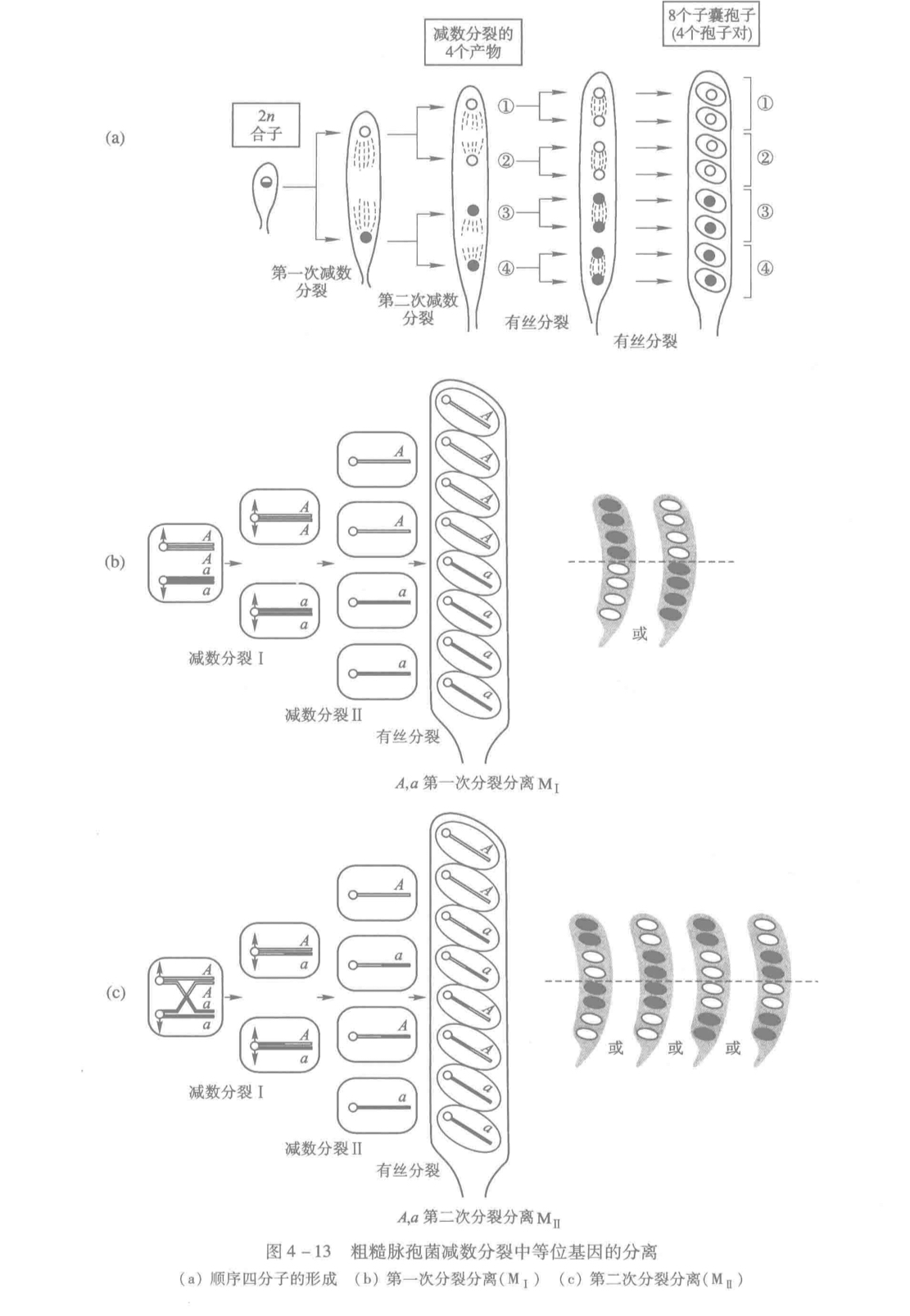 玉米上的黄曲霉菌图片,玉米孢霉菌