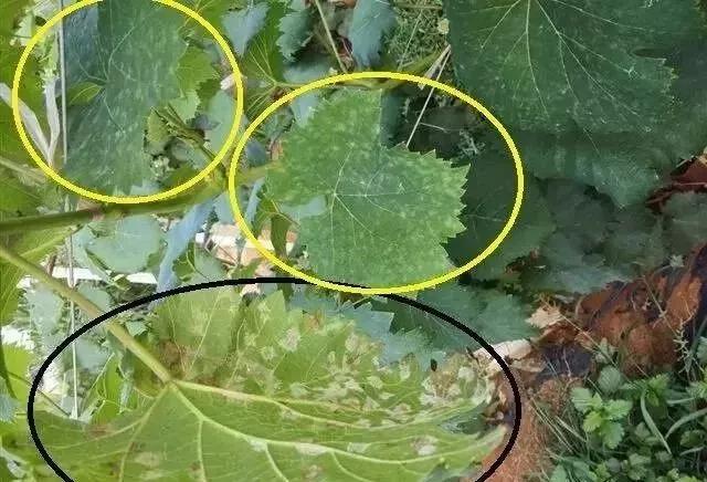 有关葡萄的病症,葡萄新梢病害图谱