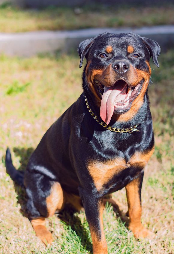 防暴犬,防暴犬都有哪些