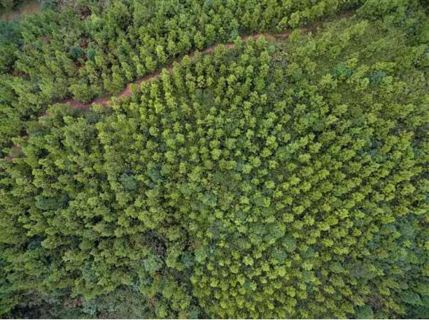 鑼傛簮鏋椾笟鏈夐檺璐ｄ换鍏徃,鑼傛簮鏋椾笟鏈夐檺鍏徃