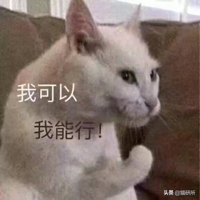 想喂猫咪食物猫咪害怕我们怎么办,新手养猫咪饮食都要注意哪些事项