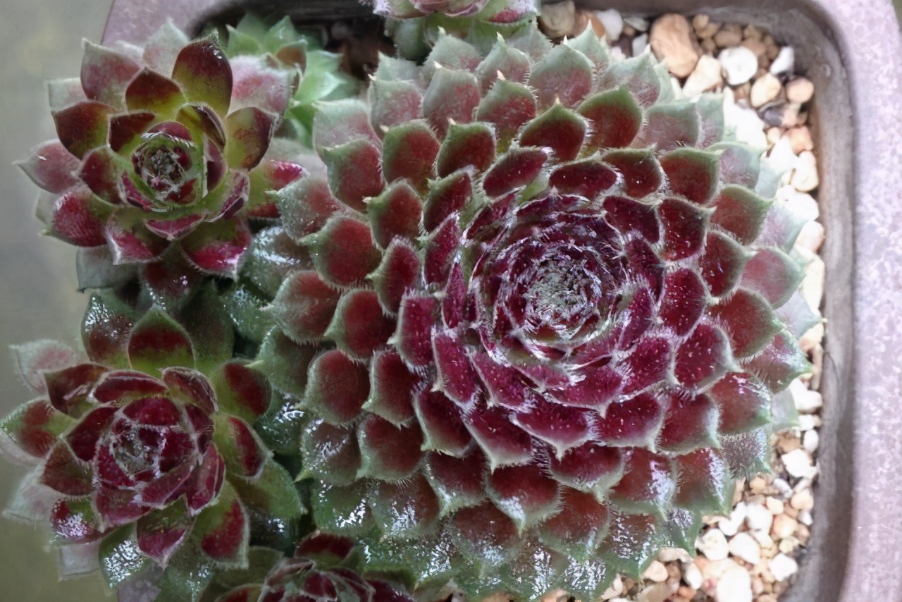 牡丹叶好看的品种,牡丹多肉植物大全