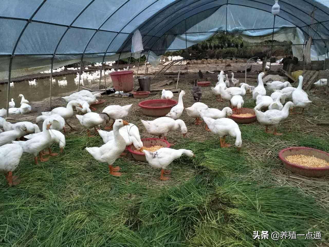 夏天肉鹅怎么催肥,肉鹅什么季节养殖合适