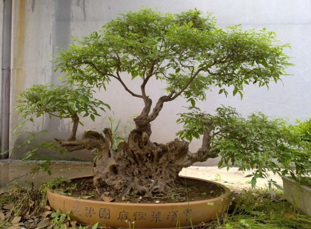 黄荆丛林树桩盆景要怎么修剪,黄荆树桩盆景开挖时间