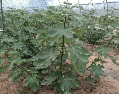 无花果冷棚最便宜的建造方法,冷棚无花果种植技术和管理