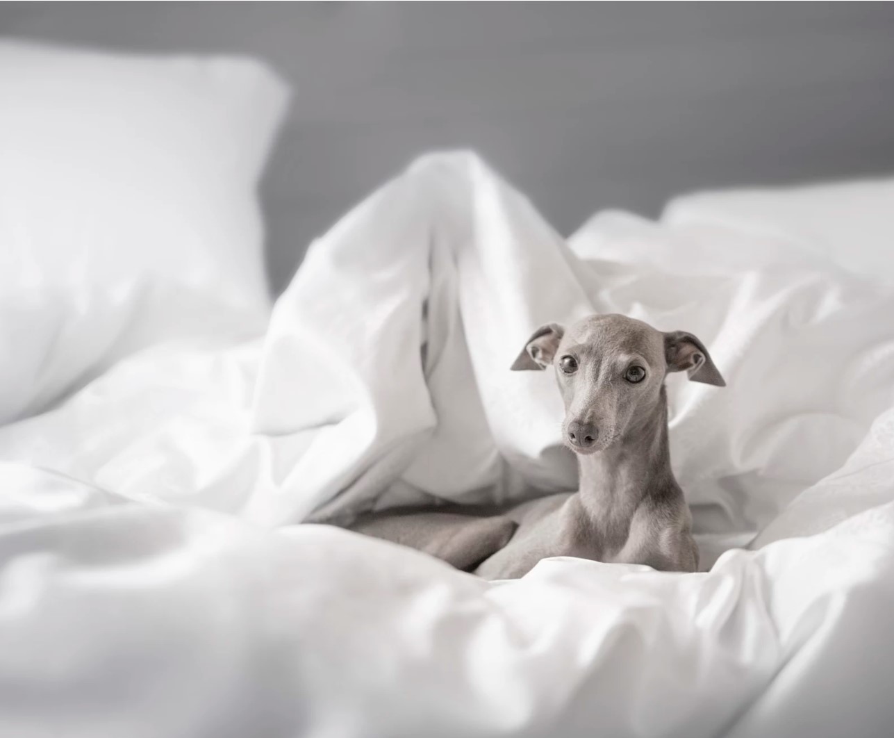 狗狗睡觉的最佳方法,狗狗睡觉姿势大揭秘