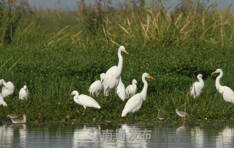 南通市北高新科技城未来发展,南通市北高新科技城规划