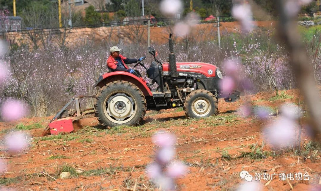 三月弥勒什么地方可以赏花,弥勒3月赏花攻略