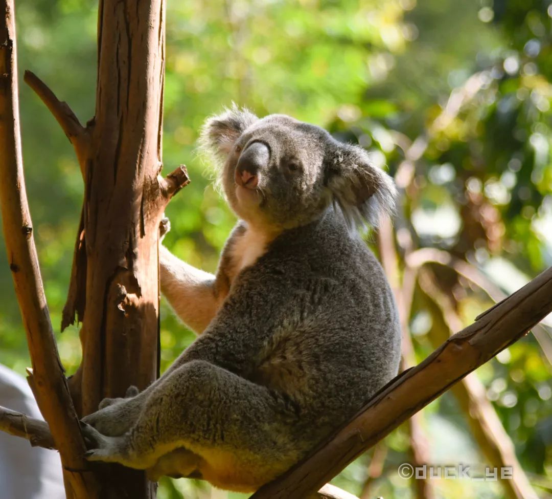 去广州长隆野生动物世界学到什么,5.1广州长隆野生动物攻略