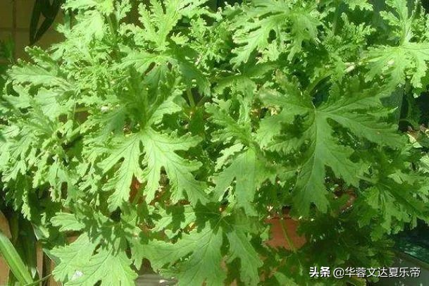 卧室养什么植物能净化空气驱蚊,适合在家养的驱蚊虫植物