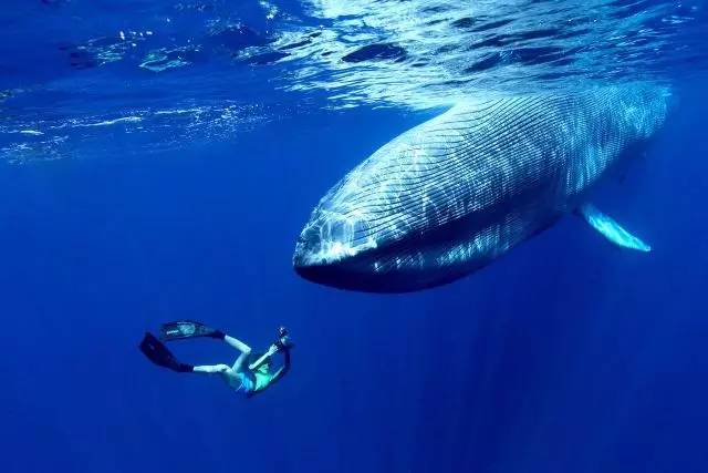 假如不小心被鲸鱼吞下怎么办,假如不小心被鲸鱼吞下该如何自救