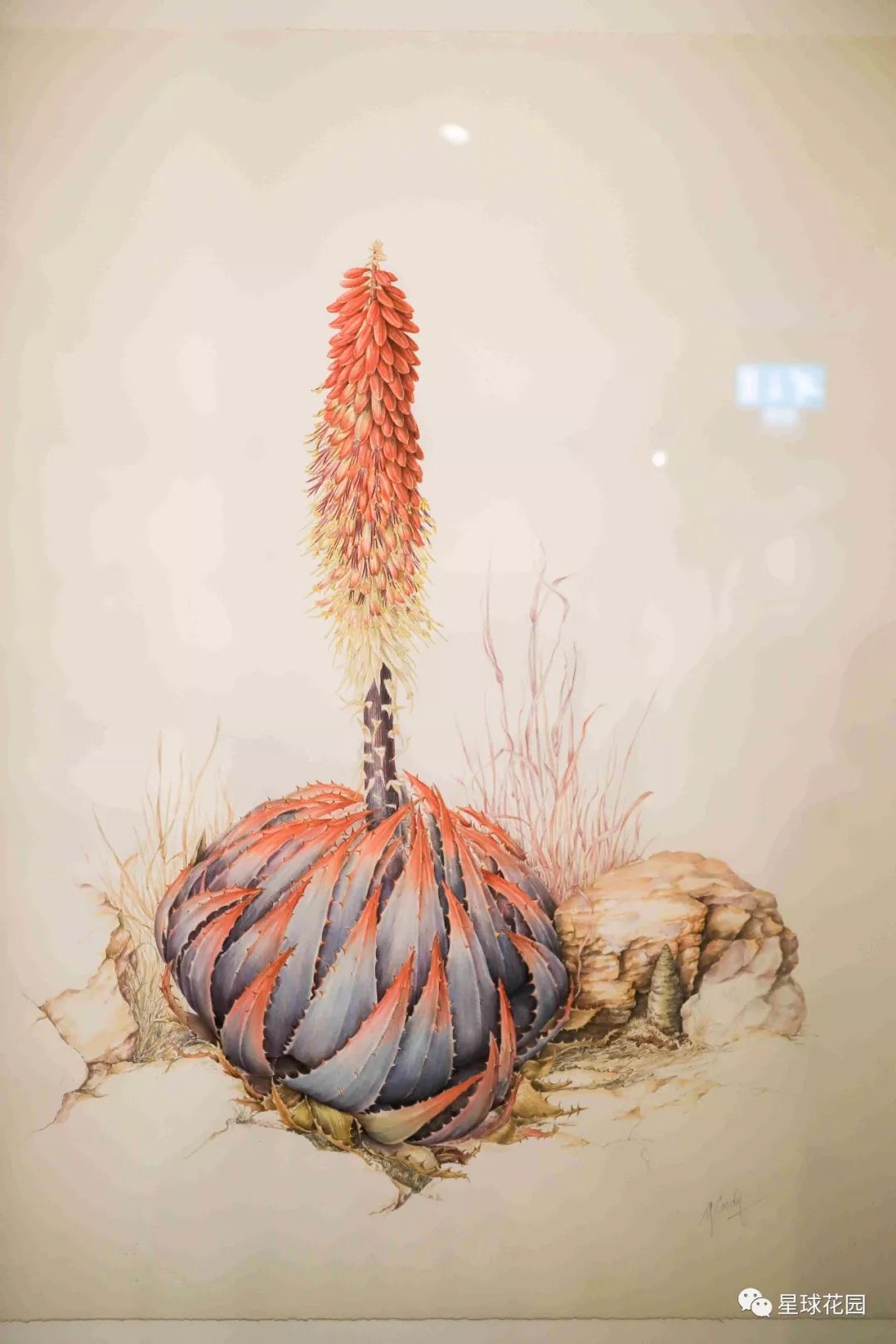 二木带你游花园|邱园（kewgarden）离我们到底有多远？