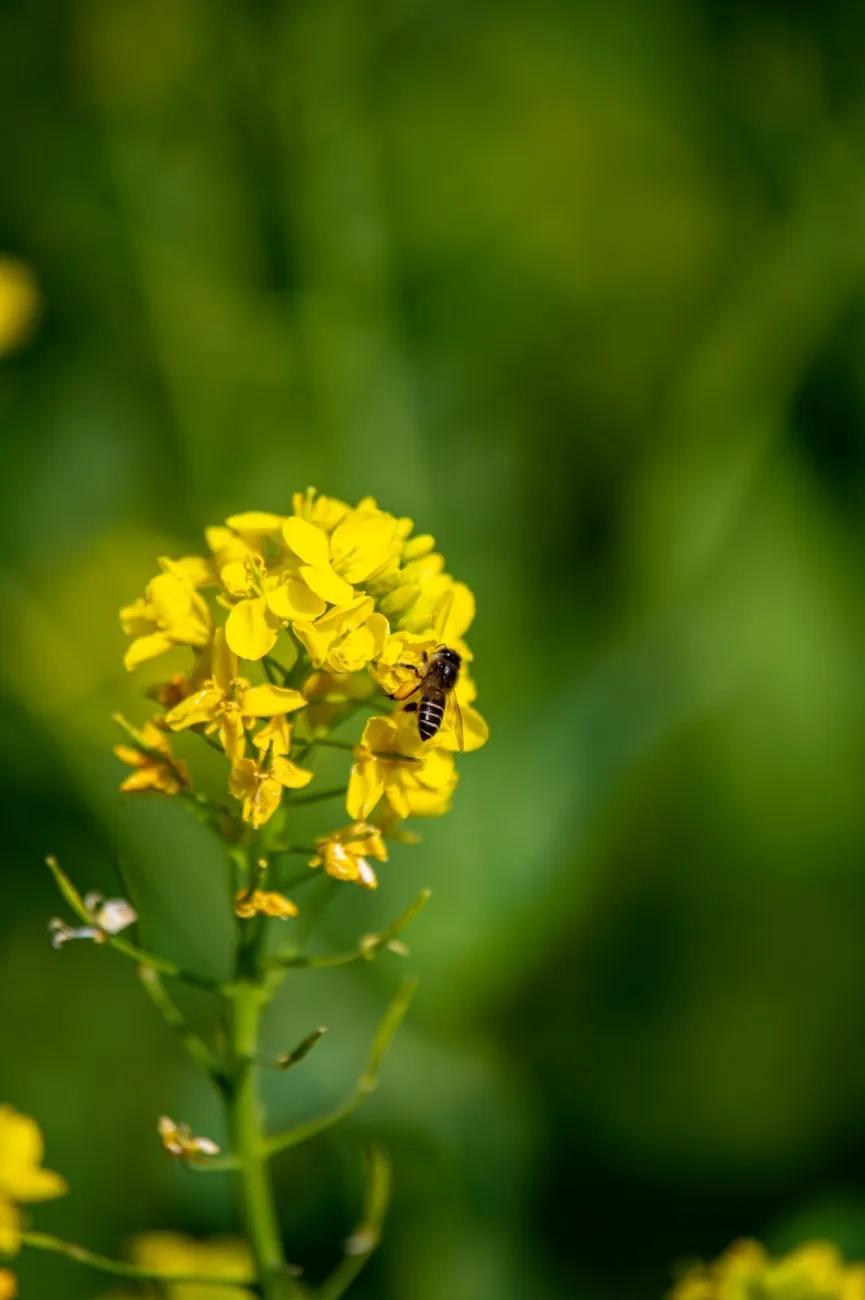 微距为什么都是超广角,微距为什么要三脚架和灯