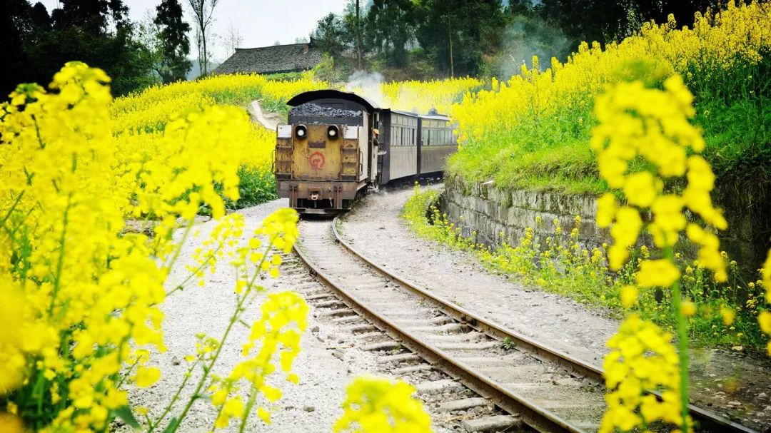 太美了开往春天的列车,这些开往春天的列车简直美呆了