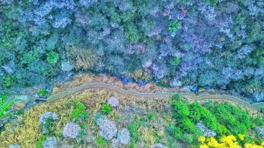 浙江11个地方樱花烂漫，千亩粉色天堂美到开挂，不输日本东京