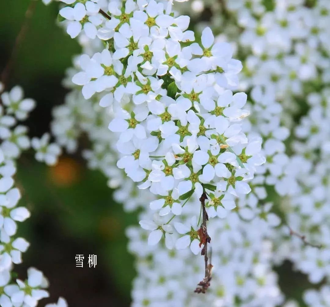 鲜花店常见花材品种大全,花店里同款的两种不同价格的花材