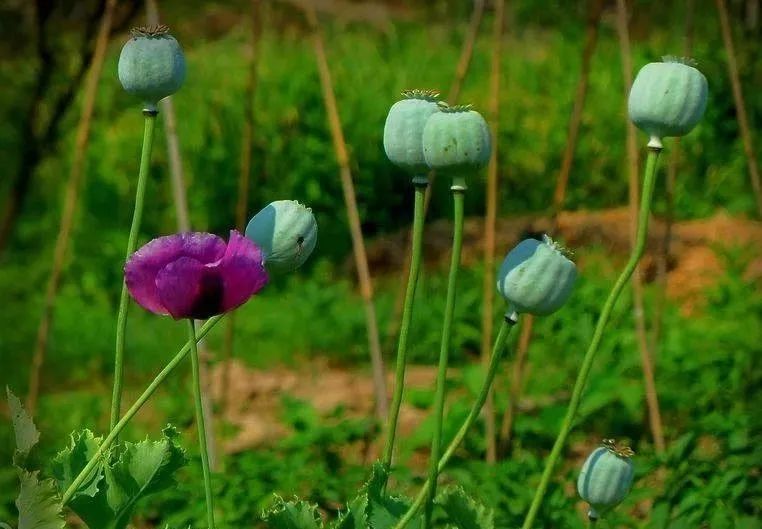 如何区分毒品原植物和普通植物,禁毒法所禁止种植的毒品原植物