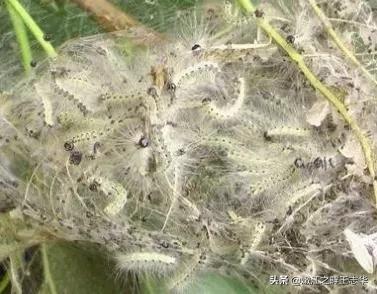 外来物种入侵，山东以下地区被列入2020美囯白蛾疫区