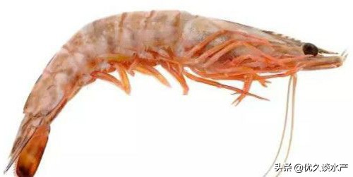 对虾红须红尾是怎么回事,对虾红体