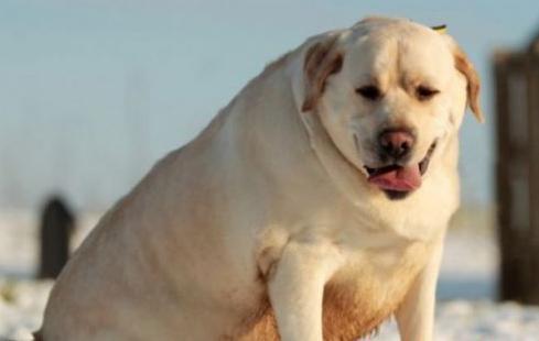 狗狗尿频是怎么回事,狗狗老是尿频什么原因