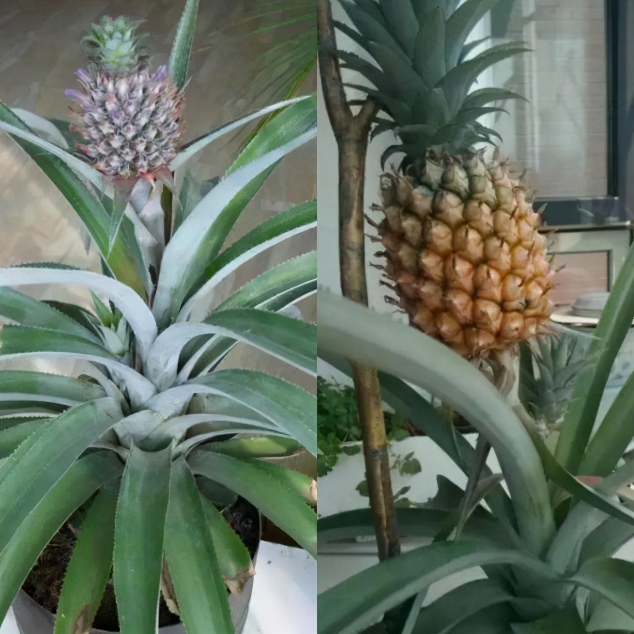 金钻菠萝和凤梨的区别,菠萝和凤梨有区别吗知乎问答