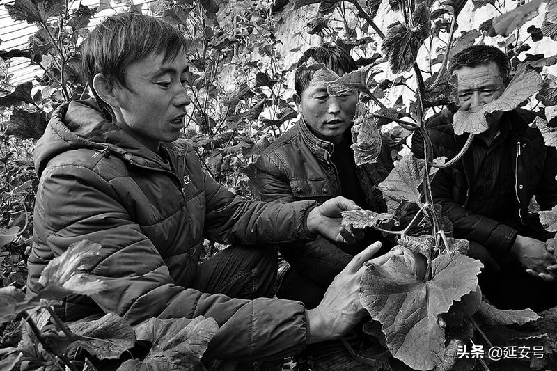 2019延安日报读本|志丹:砥砺奋进开新局