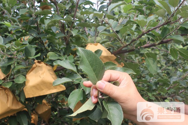 苹果套袋有讲究，进来看看不吃亏！