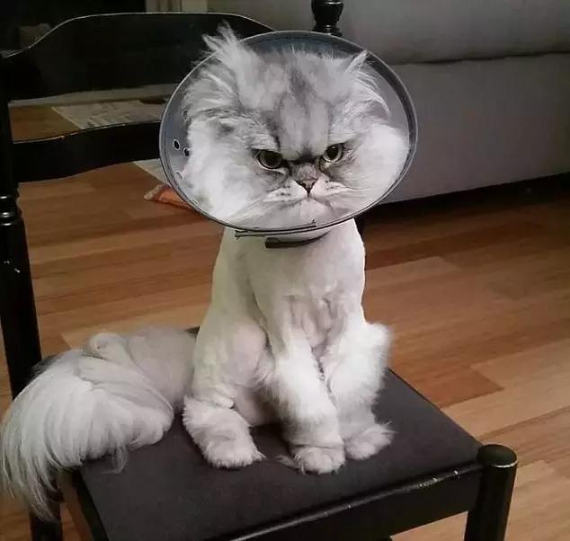 幼猫乱尿怎么纠正,幼猫乱拉大小便怎么教育