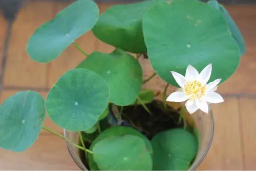 碗莲为什么总爱在盆子边上长叶子,为什么喜欢养碗莲