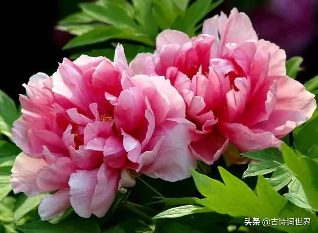 古诗中赞美牡丹的诗句有哪些,我见过雍容华丽的牡丹阅读答案