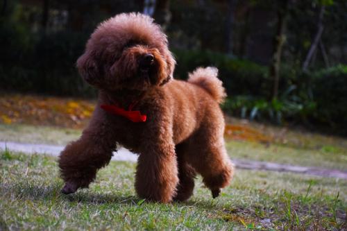 泰迪犬几个月开始养最佳,泰迪犬各成长阶段喂食标准