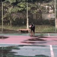 梅雨天气养狗怎样预防,梅雨季节养狗应该注意什么