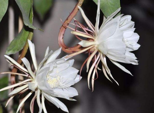 让花开得艳一些应施什么肥,怎样让昙花开花多一些