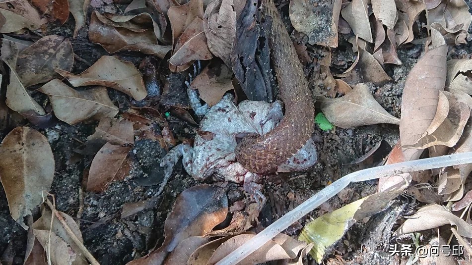 大自然的可怕：蛇把头伸进活青蛙的身体里吞下它们的内脏