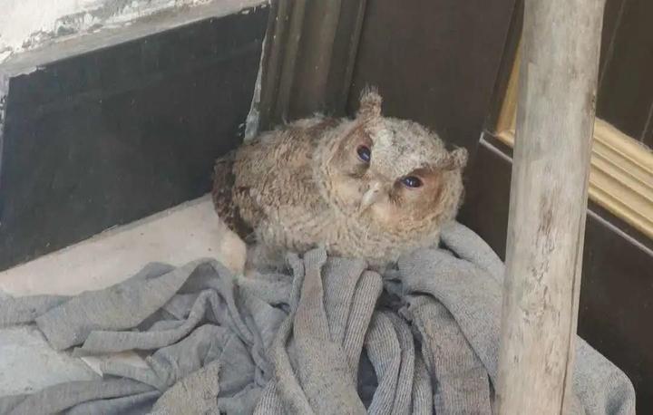 小鸟倒在地上怎么急救,小鸟受伤了怎么给自己治病