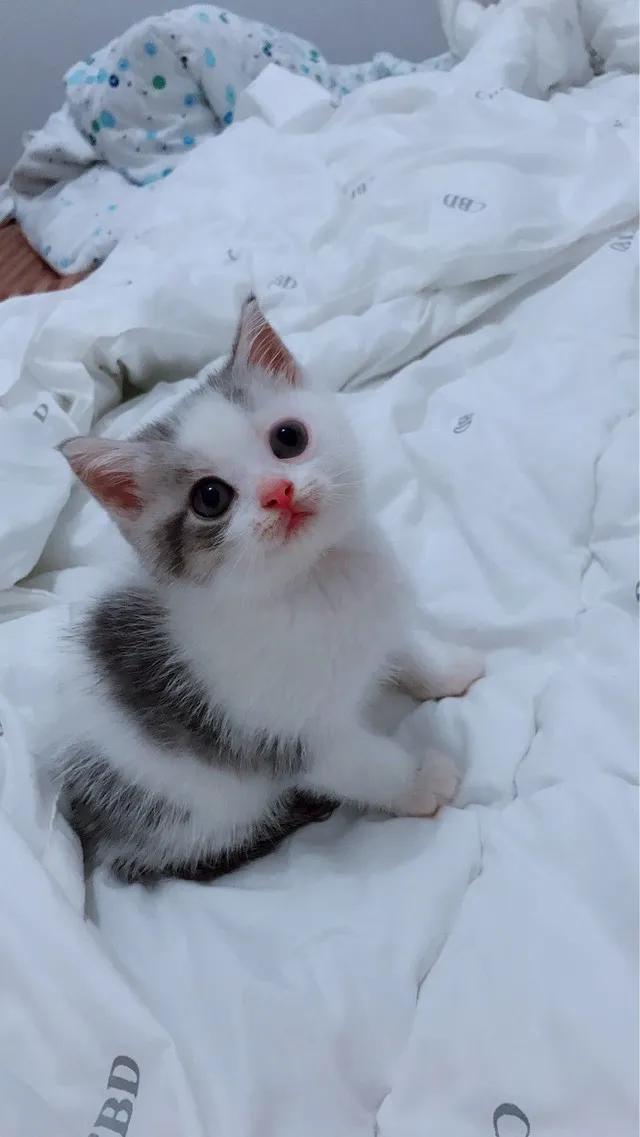 美短折耳猫怎么养,美短猫和狸花哪个好养