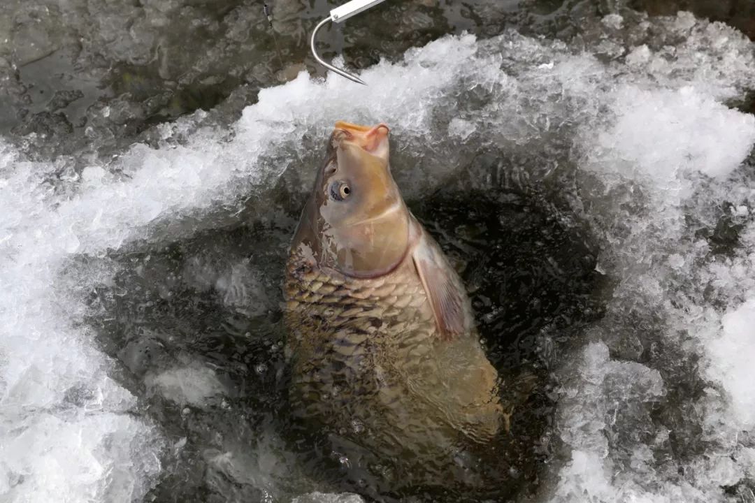上州屋2019迎新春小西湖冰钓比赛圆满结束
