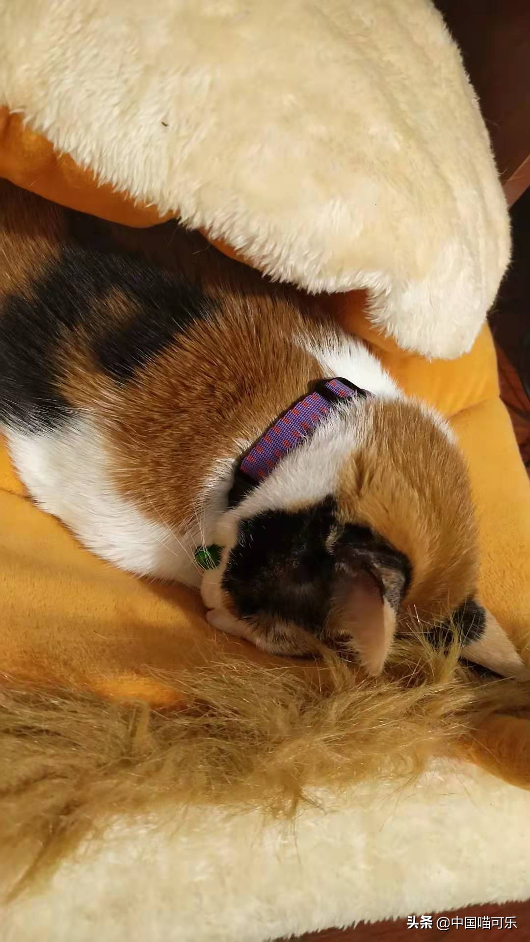 母猫突然叫个不停要人去摸它,母猫突然叫得很奇怪