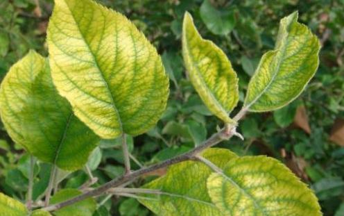 苹果树黄叶病的原因,苹果树黄叶病和打除草剂有关系吗