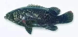 目前最顶级的海鲜鱼,世界上最顶级的海产鱼类