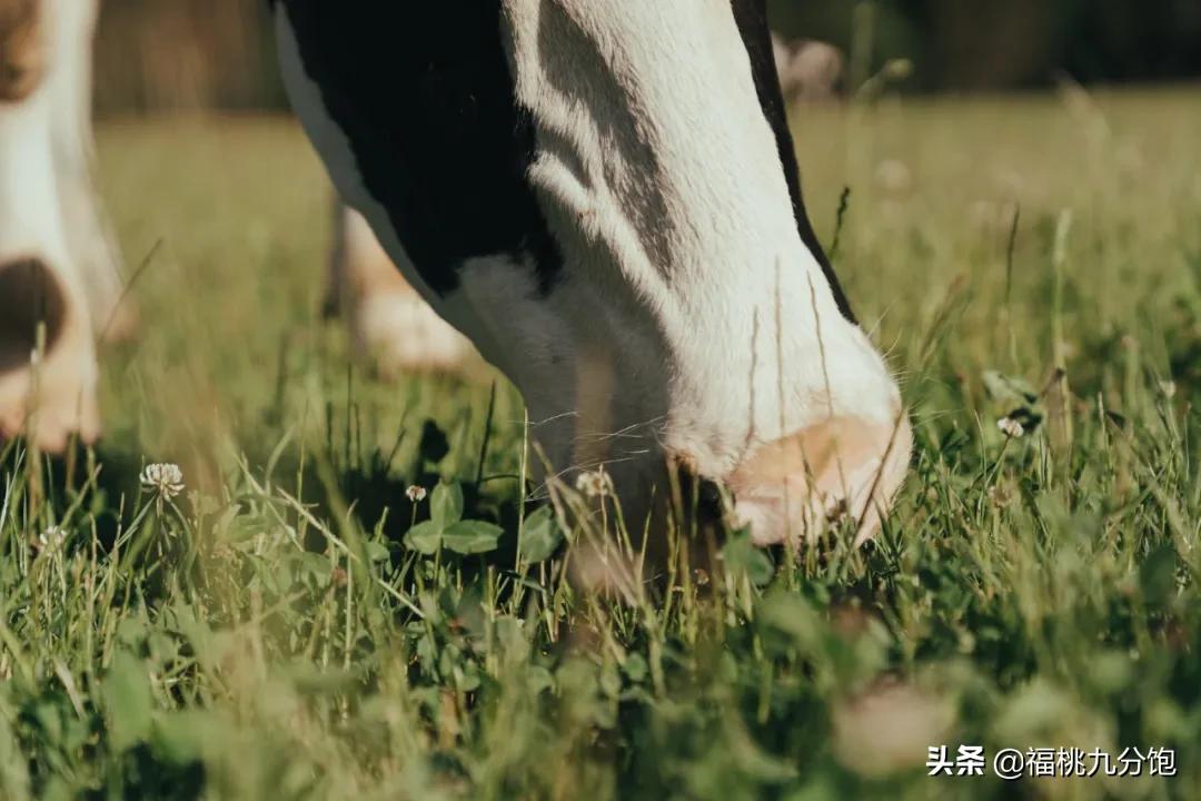 选牛奶三大标准,选酸奶攻略